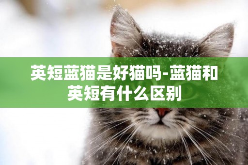 英短蓝猫是好猫吗-蓝猫和英短有什么区别