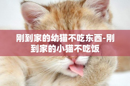 刚到家的幼猫不吃东西-刚到家的小猫不吃饭