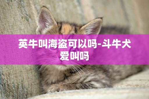 英牛叫海盗可以吗-斗牛犬爱叫吗