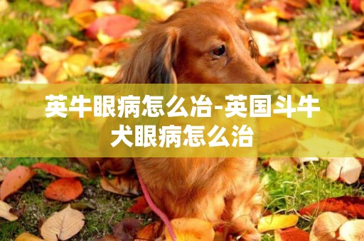 英牛眼病怎么冶-英国斗牛犬眼病怎么治