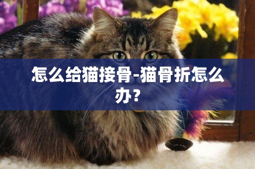 怎么给猫接骨-猫骨折怎么办？