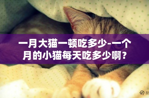 一月大猫一顿吃多少-一个月的小猫每天吃多少啊？