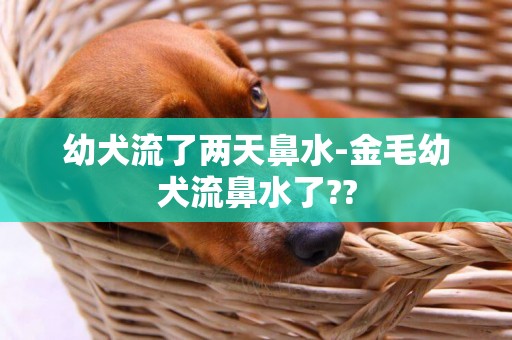 幼犬流了两天鼻水-金毛幼犬流鼻水了??