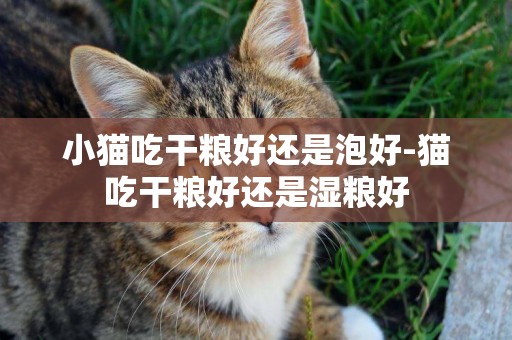 小猫吃干粮好还是泡好-猫吃干粮好还是湿粮好