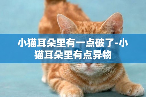 小猫耳朵里有一点破了-小猫耳朵里有点异物