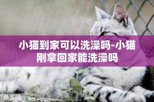 小猫到家可以洗澡吗-小猫刚拿回家能洗澡吗