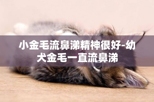 小金毛流鼻涕精神很好-幼犬金毛一直流鼻涕