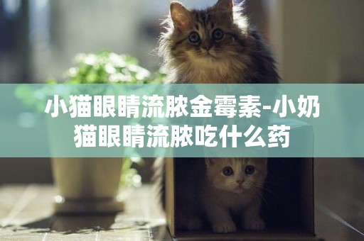 小猫眼睛流脓金霉素-小奶猫眼睛流脓吃什么药