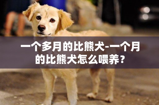 一个多月的比熊犬-一个月的比熊犬怎么喂养？