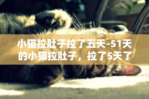 小猫拉肚子拉了五天-51天的小猫拉肚子，拉了5天了，怎么办？