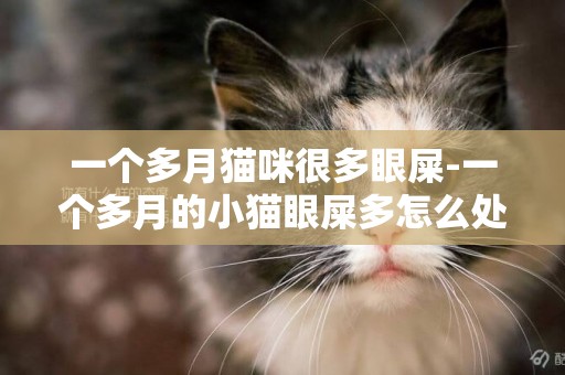 一个多月猫咪很多眼屎-一个多月的小猫眼屎多怎么处理？