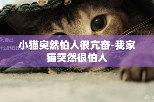 小猫突然怕人很亢奋-我家猫突然很怕人