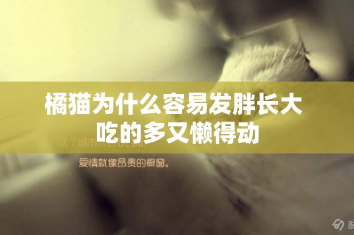 橘猫为什么容易发胖长大 吃的多又懒得动