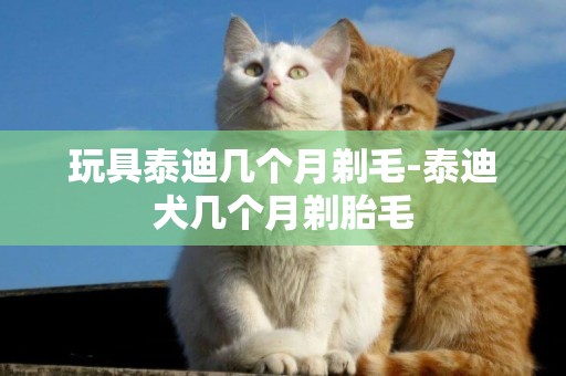 玩具泰迪几个月剃毛-泰迪犬几个月剃胎毛