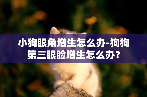 小狗眼角增生怎么办-狗狗第三眼睑增生怎么办？