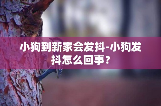 小狗到新家会发抖-小狗发抖怎么回事？