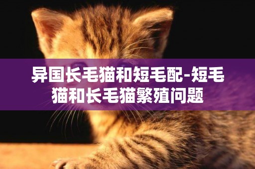 异国长毛猫和短毛配-短毛猫和长毛猫繁殖问题