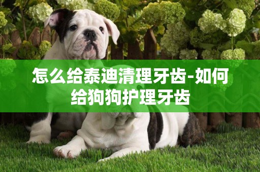 怎么给泰迪清理牙齿-如何给狗狗护理牙齿