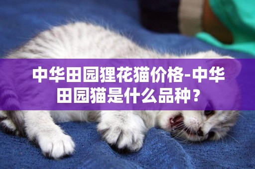 中华田园狸花猫价格-中华田园猫是什么品种？