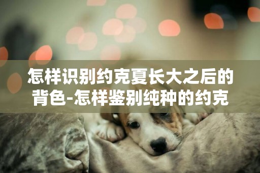 怎样识别约克夏长大之后的背色-怎样鉴别纯种的约克夏犬？