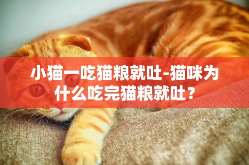 小猫一吃猫粮就吐-猫咪为什么吃完猫粮就吐？