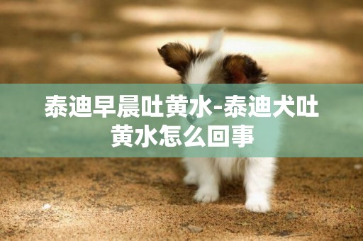 泰迪早晨吐黄水-泰迪犬吐黄水怎么回事