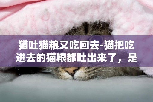 猫吐猫粮又吃回去-猫把吃进去的猫粮都吐出来了，是怎么了