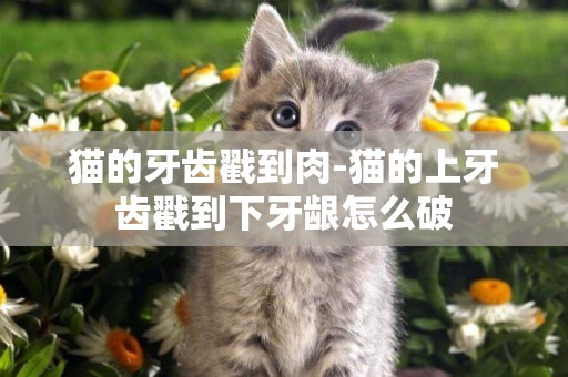 猫的牙齿戳到肉-猫的上牙齿戳到下牙龈怎么破