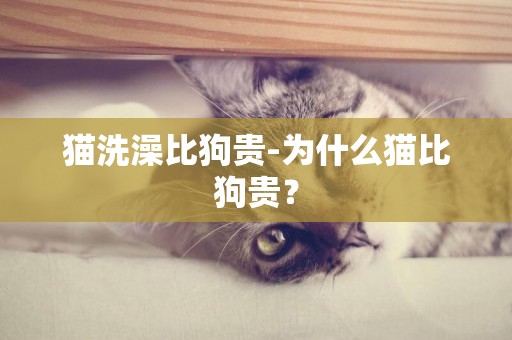 猫洗澡比狗贵-为什么猫比狗贵？