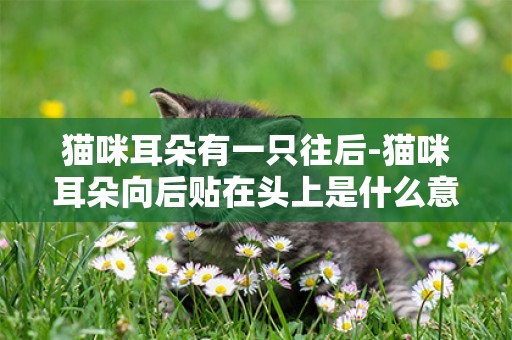 猫咪耳朵有一只往后-猫咪耳朵向后贴在头上是什么意思