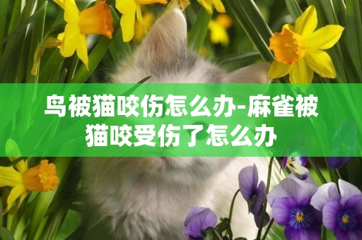 鸟被猫咬伤怎么办-麻雀被猫咬受伤了怎么办