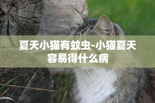 夏天小猫有蚊虫-小猫夏天容易得什么病