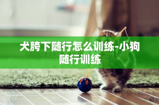 犬胯下随行怎么训练-小狗随行训练