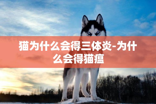 猫为什么会得三体炎-为什么会得猫瘟