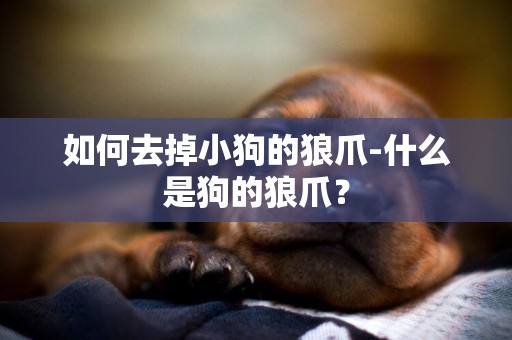 如何去掉小狗的狼爪-什么是狗的狼爪？