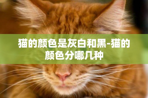 猫的颜色是灰白和黑-猫的颜色分哪几种