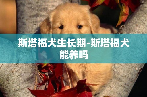 斯塔福犬生长期-斯塔福犬能养吗