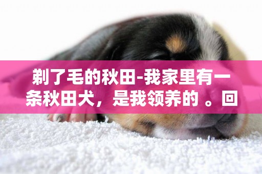 剃了毛的秋田-我家里有一条秋田犬，是我领养的 。回来后毛发有点粗而且不是很蓬松，我想给它剃一次毛可以