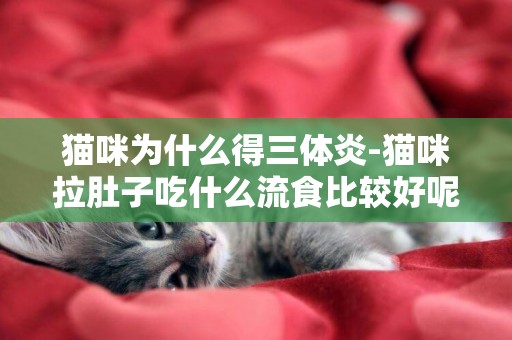 猫咪为什么得三体炎-猫咪拉肚子吃什么流食比较好呢？