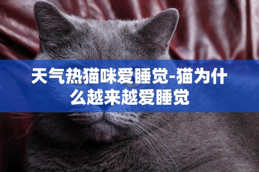 天气热猫咪爱睡觉-猫为什么越来越爱睡觉