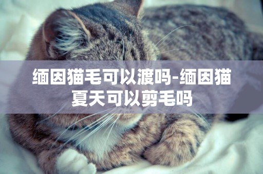 缅因猫毛可以渡吗-缅因猫夏天可以剪毛吗