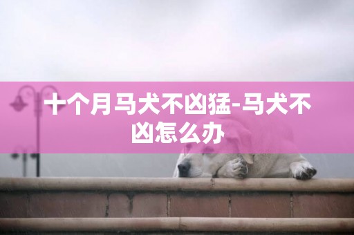 十个月马犬不凶猛-马犬不凶怎么办