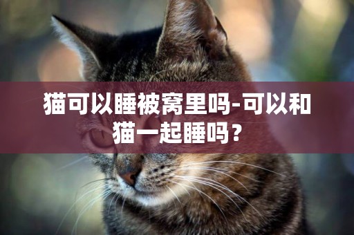 猫可以睡被窝里吗-可以和猫一起睡吗？