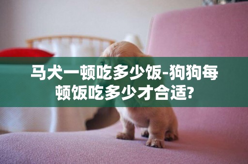 马犬一顿吃多少饭-狗狗每顿饭吃多少才合适?