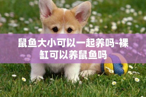 鼠鱼大小可以一起养吗-裸缸可以养鼠鱼吗