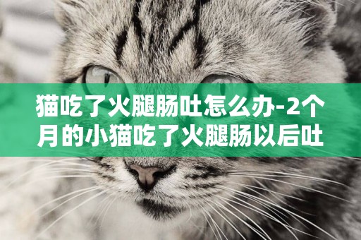 猫吃了火腿肠吐怎么办-2个月的小猫吃了火腿肠以后吐了 并且不吃东西吐黄水怎么办