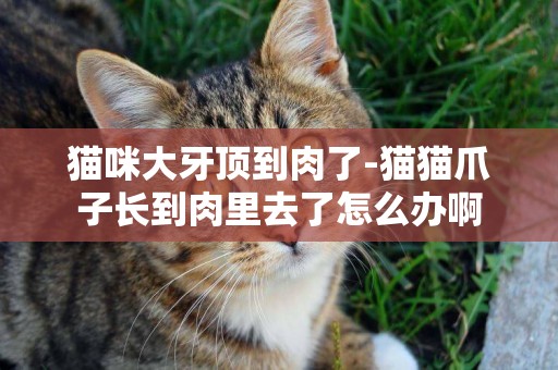 猫咪大牙顶到肉了-猫猫爪子长到肉里去了怎么办啊