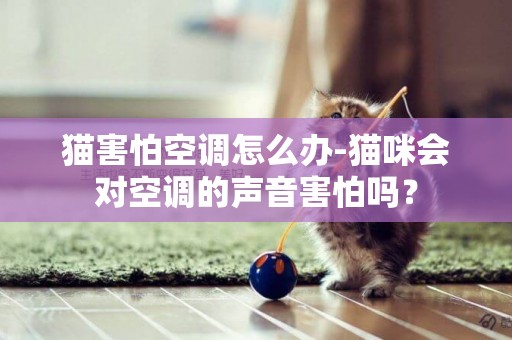 猫害怕空调怎么办-猫咪会对空调的声音害怕吗？