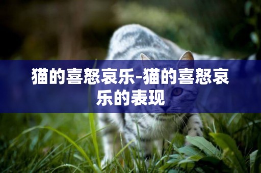 猫的喜怒哀乐-猫的喜怒哀乐的表现