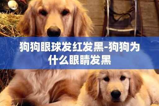 狗狗眼球发红发黑-狗狗为什么眼睛发黑